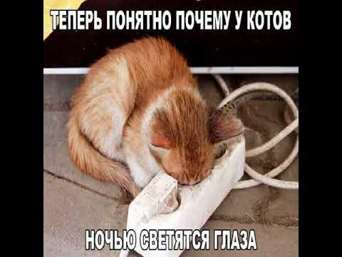 Приколы с вк😹👍 - YouTube