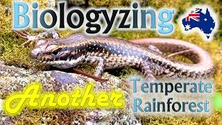 Biologyzing Another Australian Temperate Rainforest