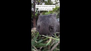 Ill have the grass please, medium rare. 🌱 #WombatWednesday