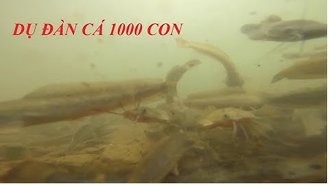 ĐẶT MÁY QUAY DƯỚI NƯỚC XEM ĐÀN CÁ 1000 CON  | DỤ ĐÀN CÁ ĐỂ GHI HÌNH | LẶN TIVI