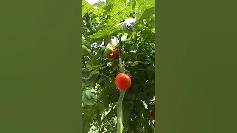 Как можно убить заразиху (Orobanche) используя ФАНТОН С8. Часть 2