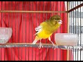 Bakal Langsung Nyaut Gacor Kenari Anda Saat Dimasteri Trucuk Jawa Ini Mp3 - Mp4 Download