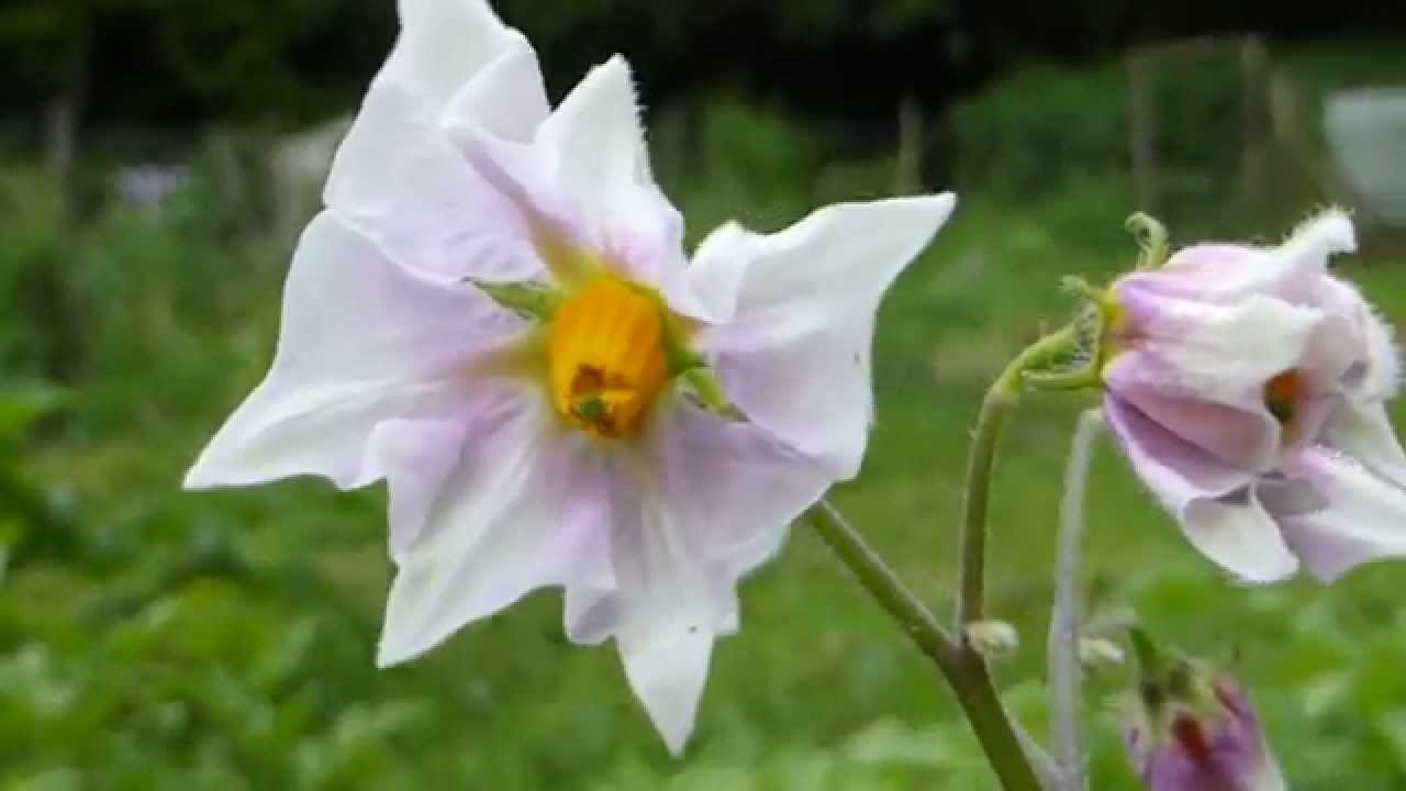 Solanum tuberosum - Potato flowers - Kartöflublóm - Jarðepli - Náttskuggaætt