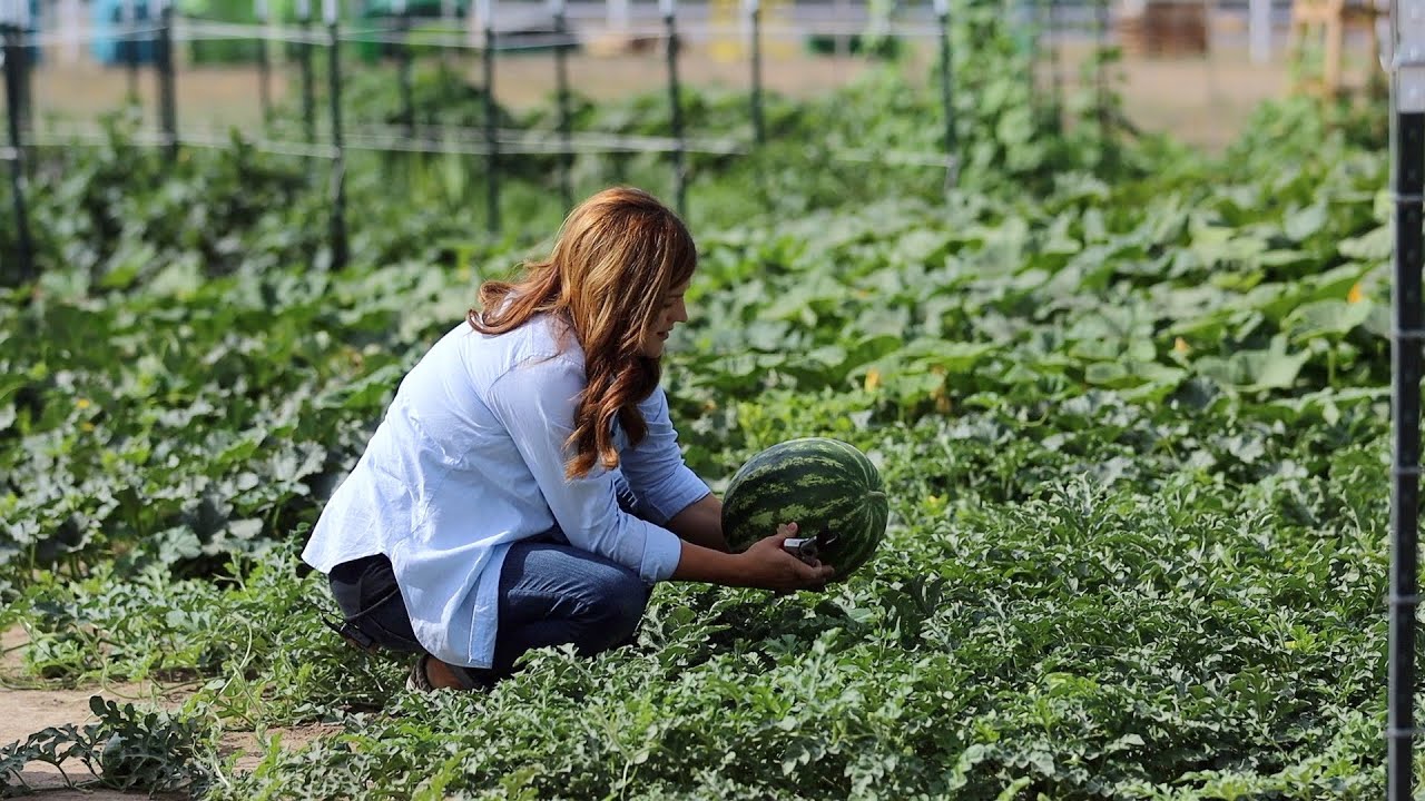 Growing Watermelons from Planting to Harvest! 🌿 🍉