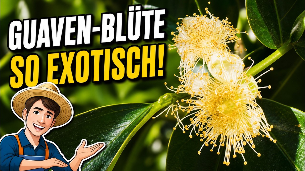 Das Mammut ist ausgestorben – Erdbeer- & Ananas-Guave 05.08.2024