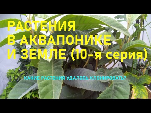 Растения в аквапонике