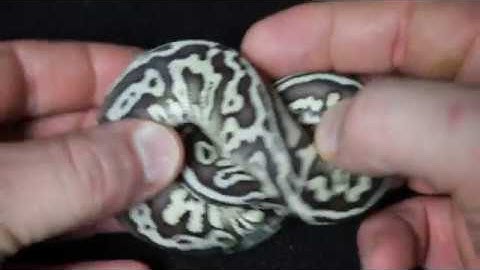 2019 Ball Python Clutch #2 Firefly Het Red Axanthic Leopard!