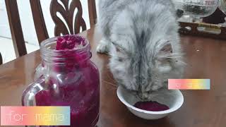 Happy 7 months old to our cute cat | Random videos  | gray British persian by Gray British Persian 540 views 3 years ago 13 minutes, 34 seconds