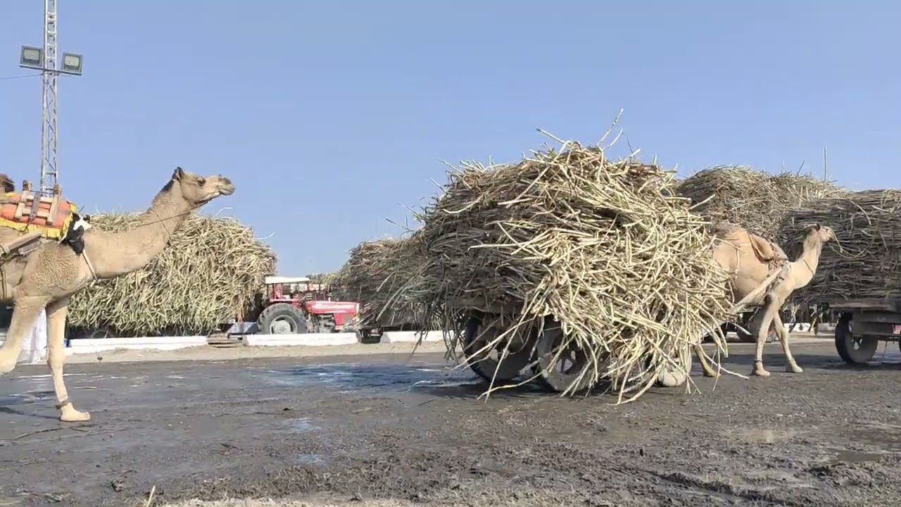 use of Camal carts for sugar cane supply