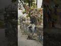 Ever waited for someone who never came? #shorts #shortmusic #indiemusic #deepakrathore #missyou