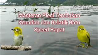 Masteran Pleci Speed Rapat Tembakan Kenari & Gelatik Batu