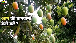 आम की बागवानी कैसे करें ? Aam ki kheti / Aam ki bagwani kaise karen / Mango farming / mango variety