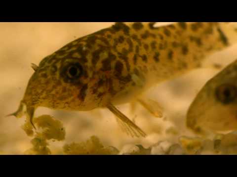 Vídeo: Reproducció D’escalars En Un Aquari Comú
