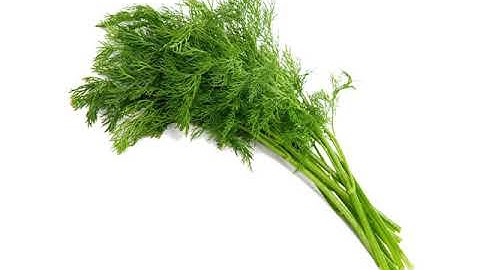 BIts of intelligence - Herbs - the Doman method flashcards