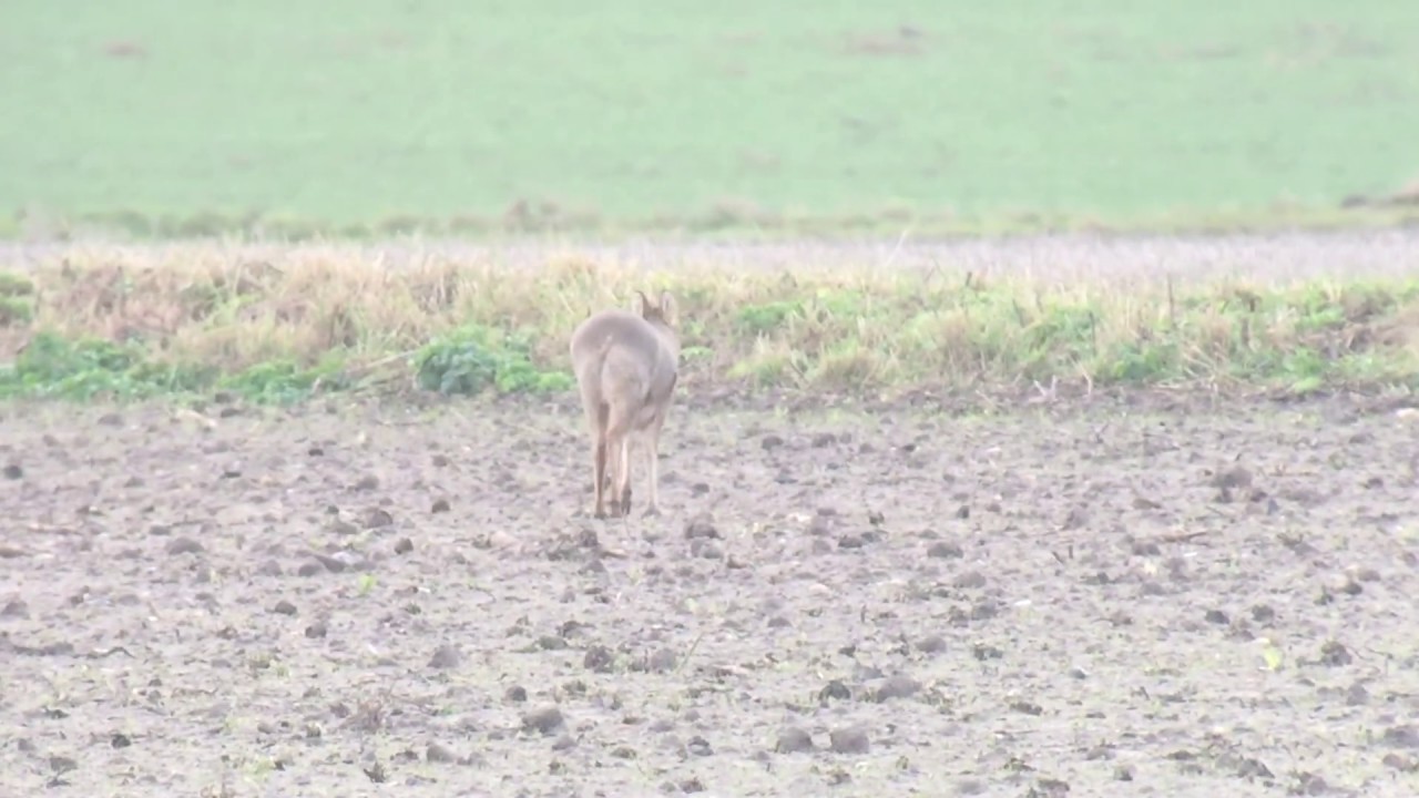 deer park high school Chinese Water Deer (hydropotes inermis)