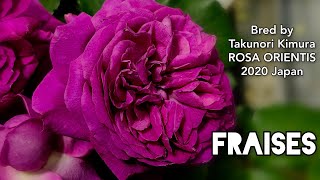 FRAISES ROSE plant by Takunori Kimura ROSA ORIENTIS 2020 Japan バラ フレーズ ロサオリエンティス  バラの家