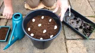 How to grow Leeks. Planting 10 Leeks in a 10 inch pot to grow on my Patio, was a big success!