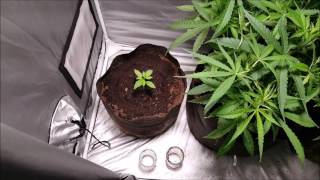 Alternate Autoflower Grow - Week 5