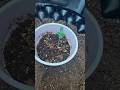 Day 4 Oreoz Grow | Fixing Stretch, Dialing Environment, Early Seedling Progress