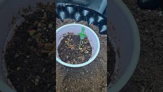 Day 4 Oreoz Grow | Fixing Stretch, Dialing Environment, Early Seedling Progress
