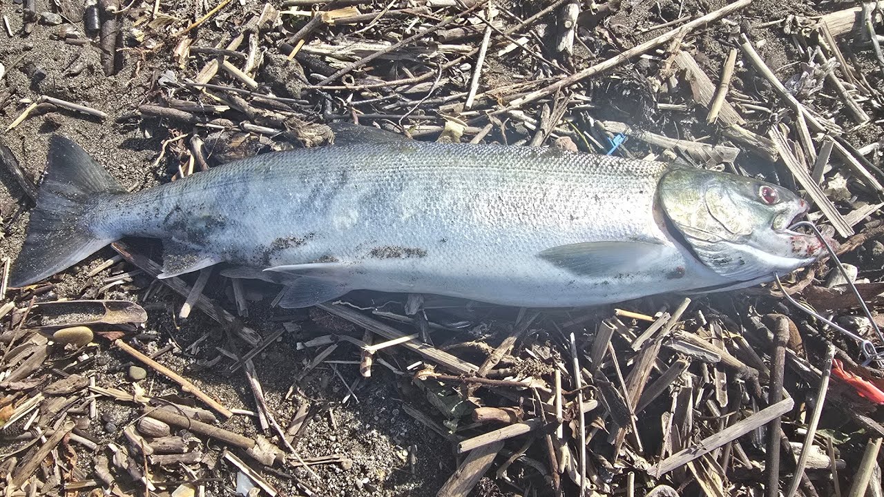 ｢北海道、釣り｣5度目の釣行にて2シーズンぶりのアキアジ