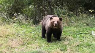 Medveď v Rumunsku