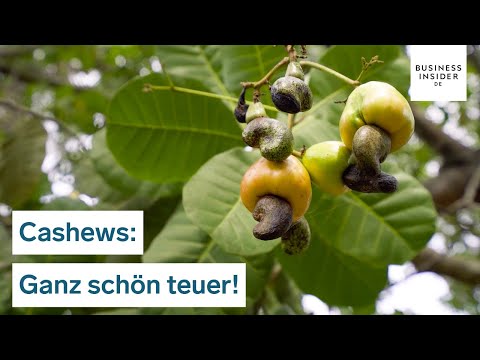 Video: Werden Cashewnüsse auf einem Baum oder einem Busch angebaut?