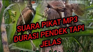 SUARA PIKAT MP3 MERBAH JAMBUL SUMATERA,,,