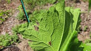 100% natural pest control method to control squash bugs
