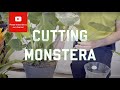 Cutting from a Monstera Deliciosa