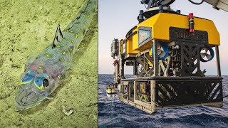 Great Barrier Reef: First new giant reef discovery in over 120 years explained