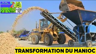 Agriculture moderne :processus de production et de transformation du manioc