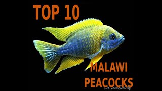🐟🐠TOP 10 PEACOCKS (Aulonocara) CICHLIDS OF MALAWI LAKE🐟🐠 Top 10 Aulonocara🐟🐠