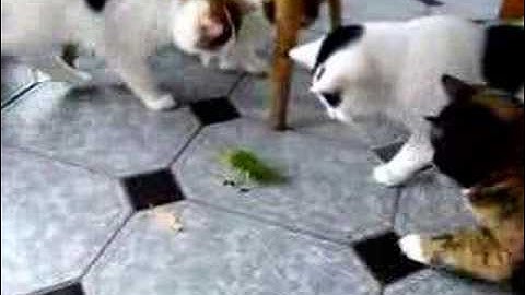 Hex Bug and Cats Part 2