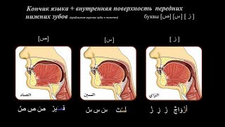 2 курс. 10 урок. Махрадж букв за, син, сод