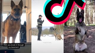 Most Dangerous Malinois Tiktok Compilation Dogs Of Tiktok