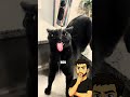Sacré chat farceur #cat #chat #chien #funny #cute #animals #animaux #pets #pet #funny #drole