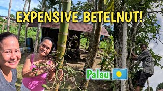 Download Lagu HARVESTING BETELNUT IN ISLAND OF PALAU 🇵🇼 MP3