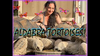 You need one of these in your life!! - Aldabra Tortoises