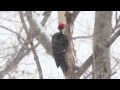 Pileated Woodpecker