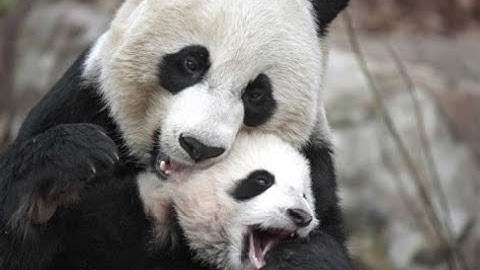 Did you Know AMAZING and funny details about Giant Pandas