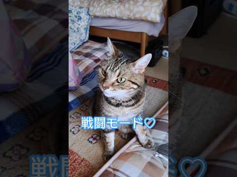 役者になりきれなかった僕🐈️♡【ガッチャマンの歌♫】 #猫#cat#ねこ#shorts#ネコ
