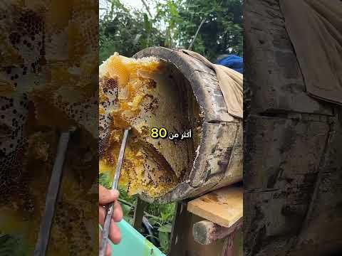 اكثر الدول انتاجا للعسل في العالم