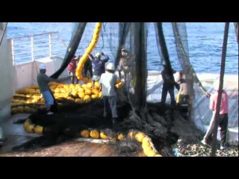 purse seine visserij purse seine visserij