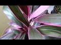 Planta Ti - La drácena marginata bicolor