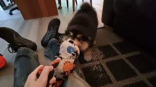 Triton Tug of War (Finnish Lapphund Puppy)