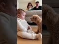 初めて犬に文句を言われた赤ちゃん、どうしていいか分からず固まってしまう。。。#dog #baby #cute #funny #shorts #shortvideo #赤ちゃん #トイプードル