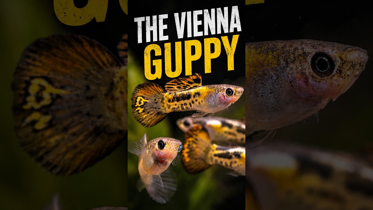 This Old-School Guppy Deserves a Comeback