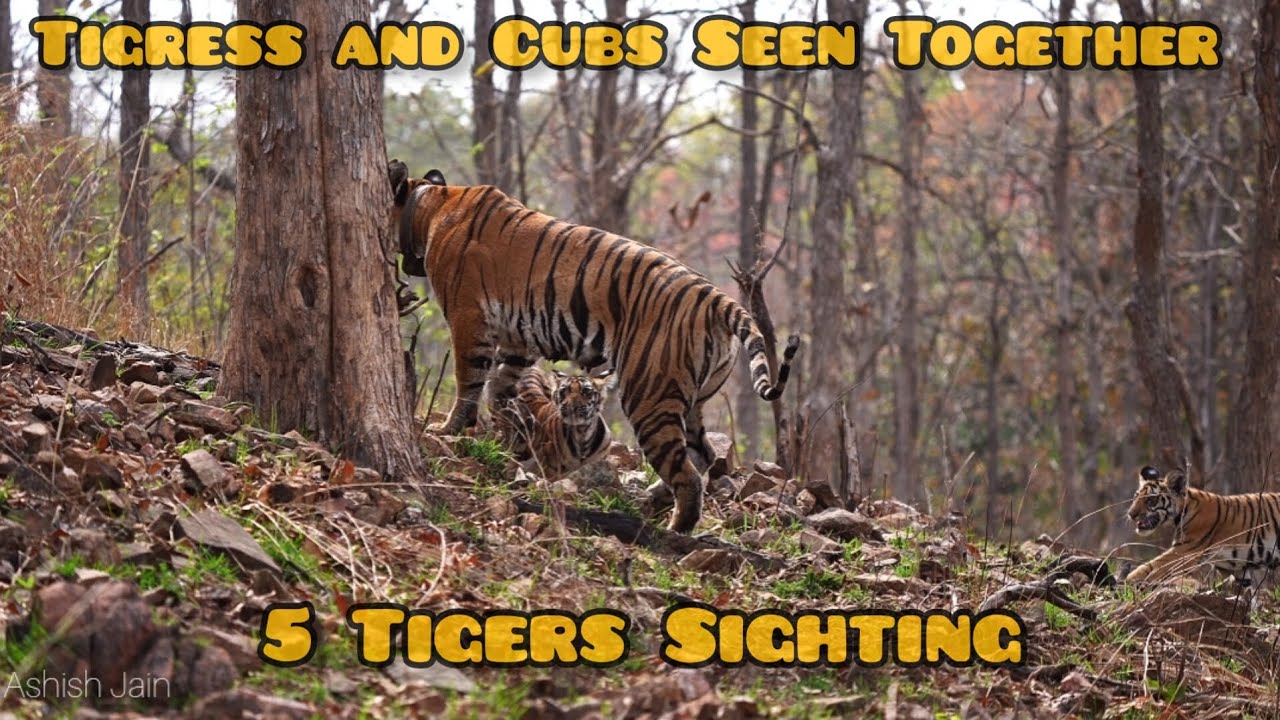 Tigress Sighted with Four Little Cubs || चार शावकों के साथ नजर आई बाघिन