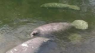 Mating Manatees, Circa 2004
